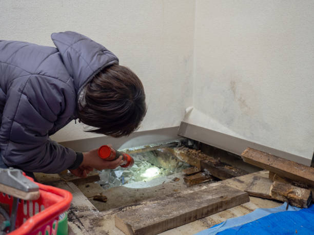 Best Environmental Consulting for Mold Prevention  in Walnut Hill, TN